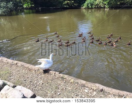 large white goose in Audubon Park in New Orleans.  Ducks in lake.  Black Bellied Whistling ducks