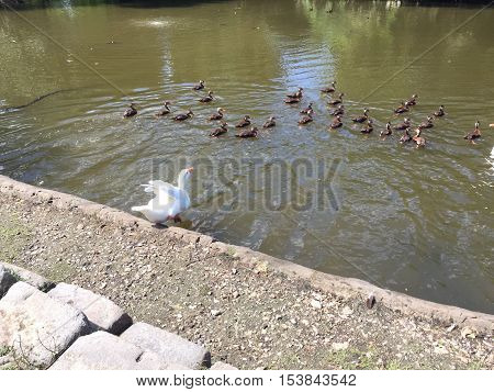 large white goose jumps into the pond in Audubon Park to swim with flock of whistling ducks