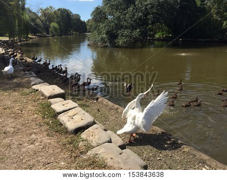 large white goose in Audubon Park in New Orleans.  Ducks in lake.  Black Bellied Whistling ducks