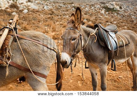 Donkeys as transportation in the mountains near the beach Balos Crete