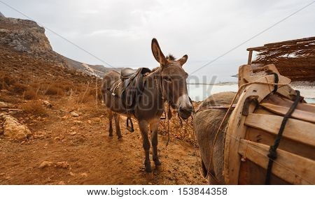 Donkeys as transportation in the mountains near the beach Balos Crete