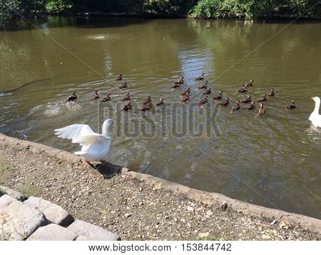 large white goose spreads wings to fly on the edge of a pond in Audubon Park in New Orleans, Louisiana