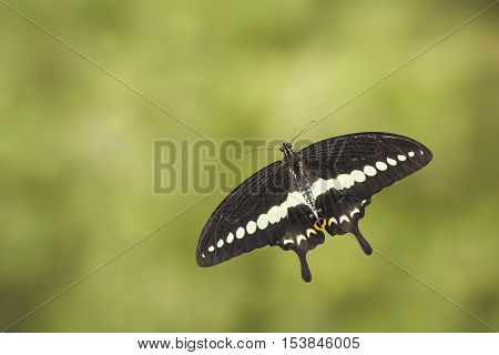 Top View Of Banded Swallowtail Butterfly (papilio Demolion)