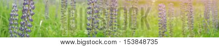 Panorama of a summer field garden. Selective focus on left side. Lupine weadow with purple and blue flowers.