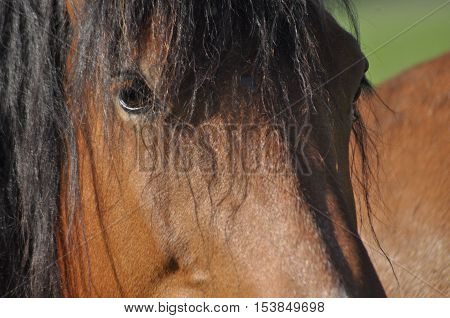 Workhorse. Grazing in the pasture. Meadow in the valley of the Bug.