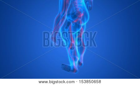3D Illustration of Human Skeleton with Nervous System
