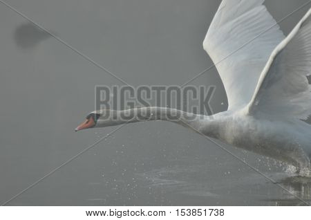 Mute Swan. Large white water bird. Taking off flying bird
