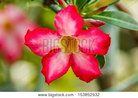 Close-up Impala Lily or desert rose or Mock Azalea