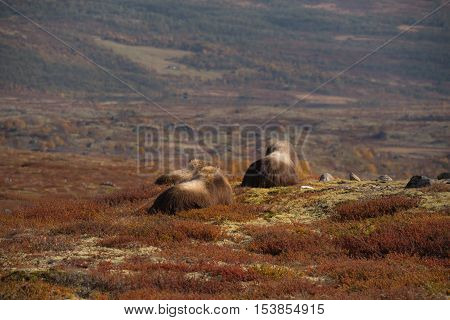 Musk ox and mountains in Dovre Norway
