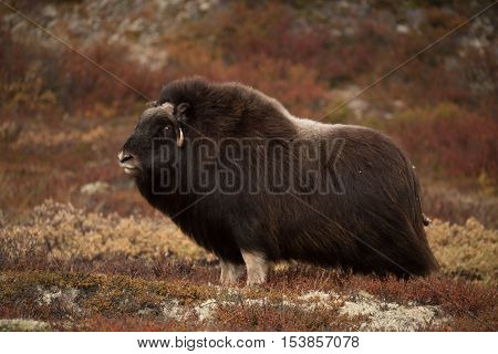 Musk ox and mountains in Dovre Norway