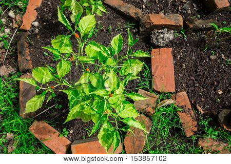 Chilli Padi plant in Sabah Malaysia captured in top-down view in evening sun.
