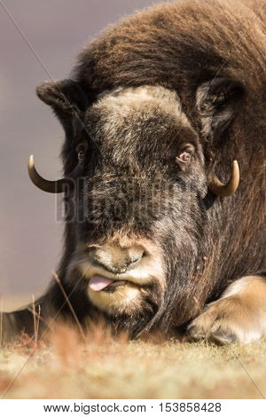 Musk ox and mountains in Dovre Norway