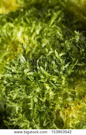 Raw Green Organic Frisee Lettuce