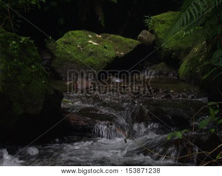 Kemericik air, Sumber air, Sumber air bersih, Air pegunungan, Water sources, Mountain water source, Clean water sources