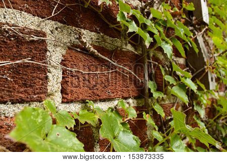 Brick wall closeup with green ivy vines growing