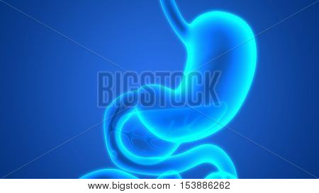 3D Illustration of Human Digestive System (Stomach Anatomy)