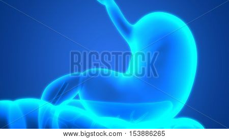 3D Illustration of Human Digestive System (Stomach Anatomy)