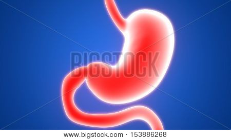 3D Illustration of Human Digestive System (Stomach Anatomy)