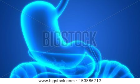 3D Illustration of Human Digestive System (Stomach Anatomy)