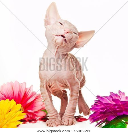 Lächelnd Rosa Sphinx Katze