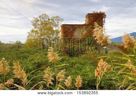 Old abandoned concrete structure overtaken by nature