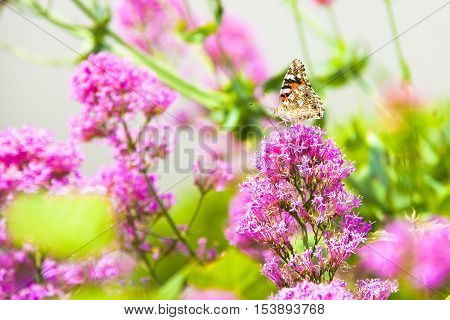 Butterfly machaon gently resting on a pink flower