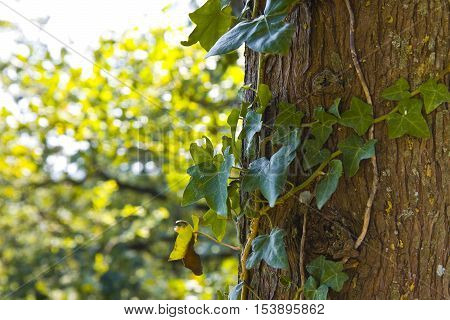Green ivy on a tree trunk - image with copy space