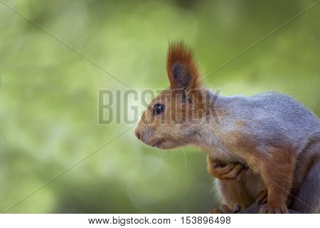 Wild red fluffy squirrel in the wild.