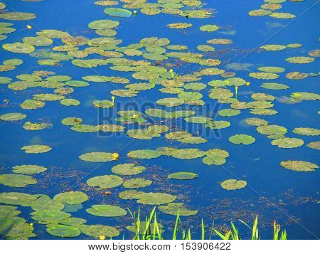 Water lilies in the water. Bright card with yellow water lilies