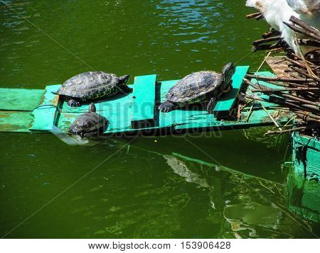 The concept of united family. Family of three turtles one by one cohesively go home