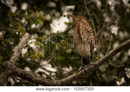 Rufescent Tiger Heron On Branch Looking Up