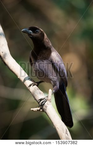 Purplish Jay On Diagonal Branch Facing Camera