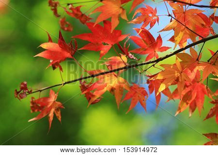 an Autumn Leaves Of Adashino Nenbutsu ji