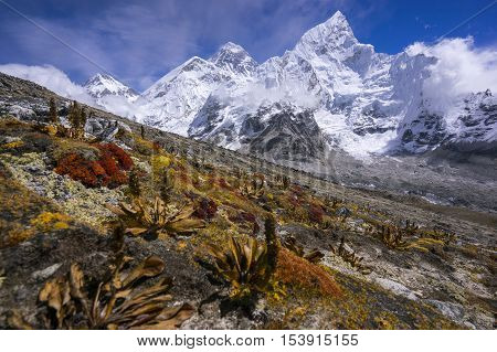 Everest from the way to Kala Pattar. Gorak Shep. with dry plant as foreground. During the way to Everest base camp. Sagarmatha national park. Nepal.
