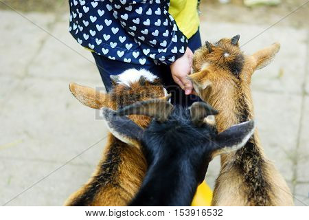 Adorable Little Girl Feeding A Goat At The Zoo On Hot Sunny Summer Day
