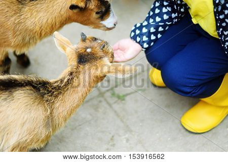 Adorable Little Girl Feeding A Goat At The Zoo On Hot Sunny Summer Day