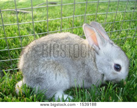 Světle šedá Baby Bunny