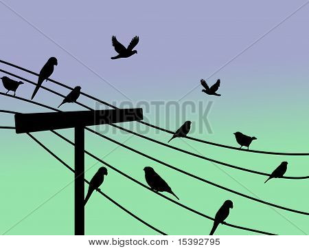 Birds Standing On Wire