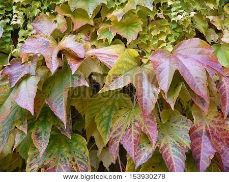 Colorful autumn leaves Parthenocissus tricuspidata climbing up the wall