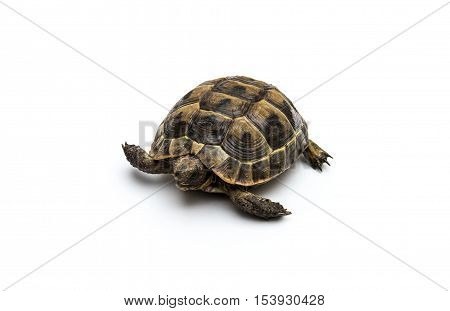 Turtle on a white background. Small reptile