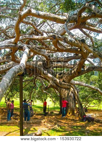 Peradeniya Sri Lanka - May 2 2009: The people making photo near Old Giant Tree At Peradeniya Royal Botanical Garden Kandy Sri Lanka. The Botanical Garden Includes More Than 4000 Species Of Plants Including Of Orchids Spices Medicinal Plants And Palm Trees