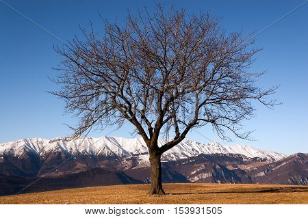 Bare tree in winter in Italian Alps (Monte Baldo - Baldo Mountain) near Verona seen from the Plateau of Lessinia. Veneto Italy