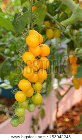 A bunch of green and yellow tomato