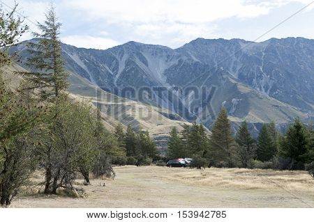 Pine Trees At Campsite In Glentanner Park Centre, Aoraki / Mount Cook National Park, Canterbury, New