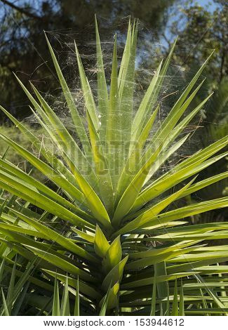 green shrub with flat pointed leaves tropical plant tangled Sunny day