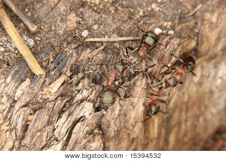 남쪽 나무 개미 (Formica rufa)
