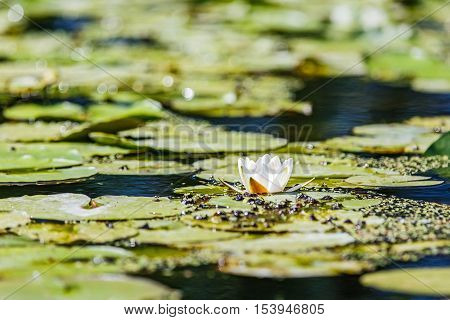 White water lilies in the Romanian Danube Delta