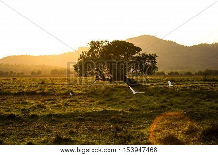 White birds are flying towards the sun in the field of Goa, India