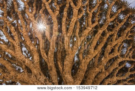 dragon blood tree dracaena cinnabari on an island of Socotra