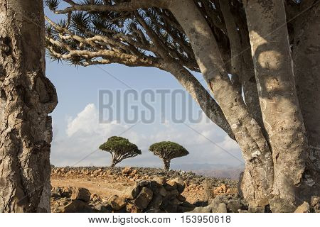 dragon blood tree dracaena cinnabari on an island of Socotra